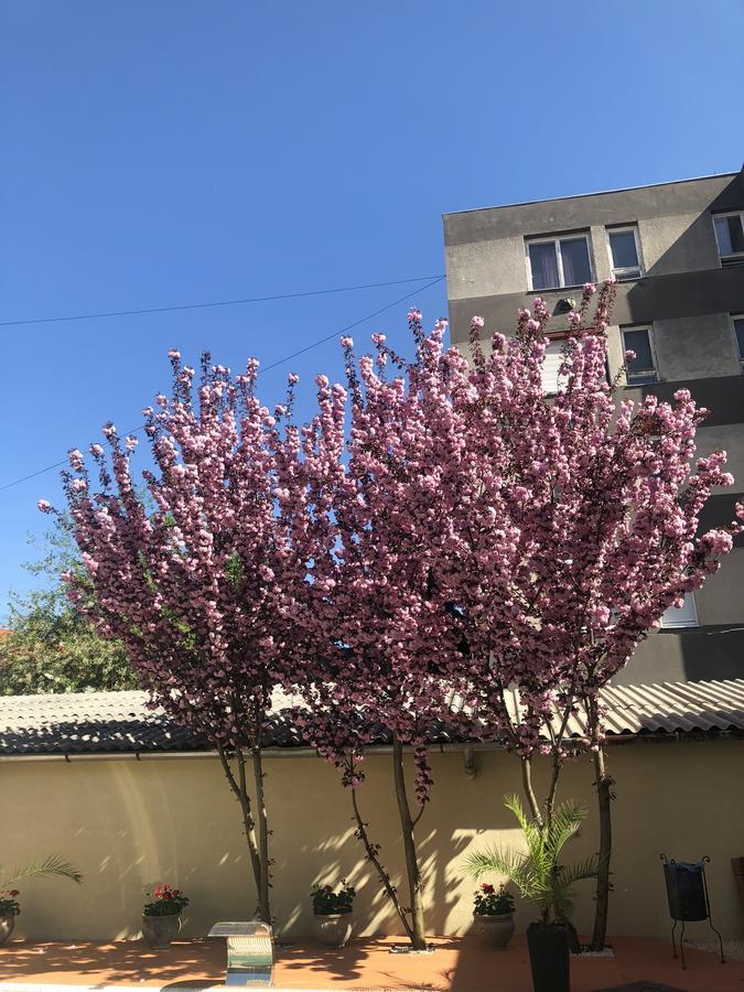 סגד Mosoly Apartman מראה חיצוני תמונה